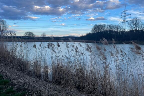 Vue d'un paysage avec des roseaux au premier plan, un lac et un pylône électrique en arrière-plan, sous un ciel nuageux. Vue d'un paysage avec des roseaux au premier plan, un lac et un pylône électrique en arrière-plan, sous un ciel nuageux.